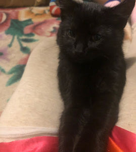 Meet your Posher, Angel